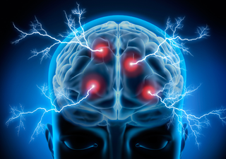 Unos científicos evidencian que el cerebro adulto sigue creando neuronas toda la vida
