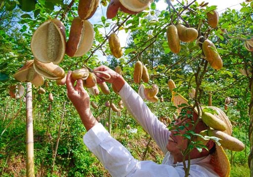 El chocolate, el vino y el café podrían dejar de ser cotidianos y convertirse en "productos de lujo"