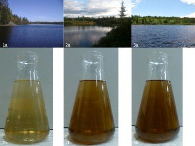 El Ciclo Del Carbono Tiene Una Nueva Dimensión
