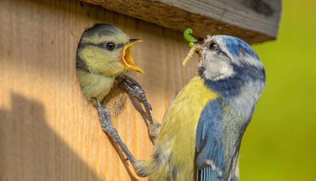 A instalação de caixas-ninho é uma das medidas que podemos tomar a nível individual para promover a reprodução das aves em ambientes urbanos.
