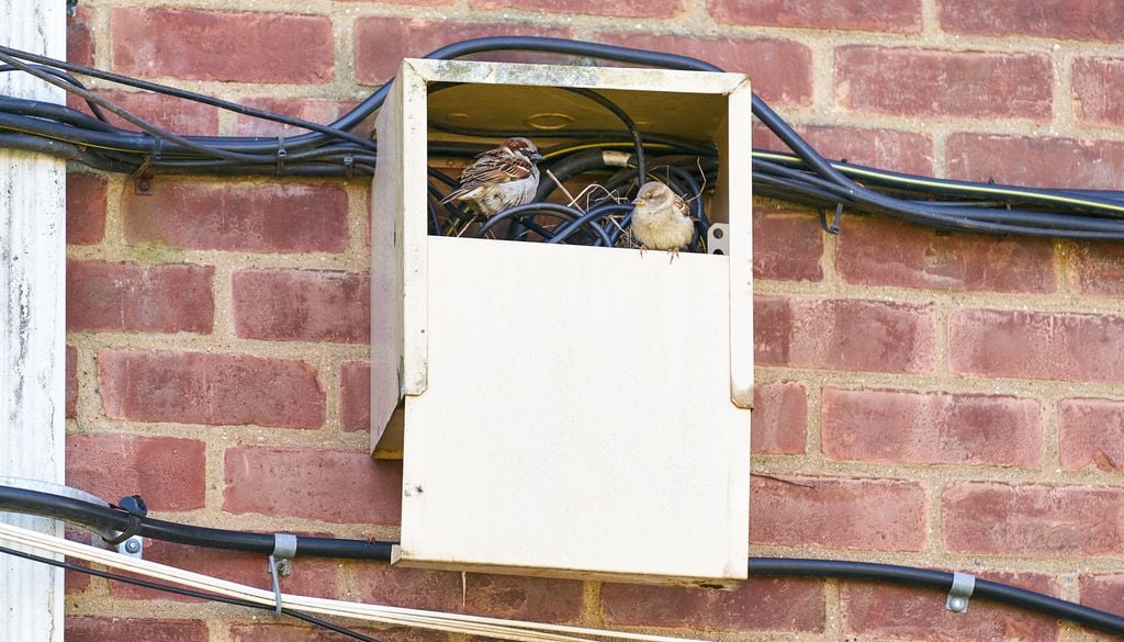 A expansão urbana tem contribuído para a perda de habitat de aves como os pardais.