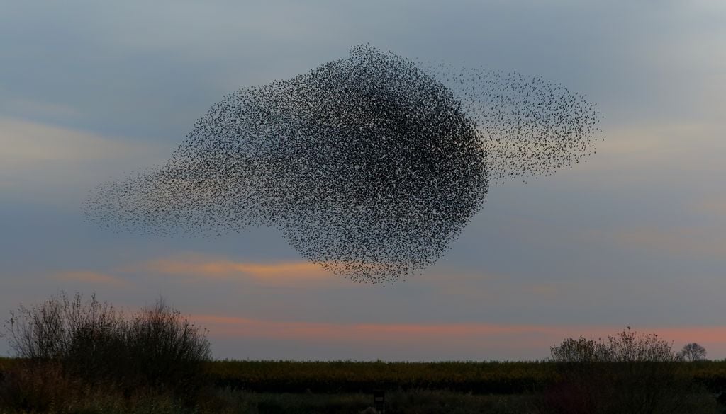 Um enorme bando de estorninhos, uma imagem cada vez menos comum nos céus europeus.