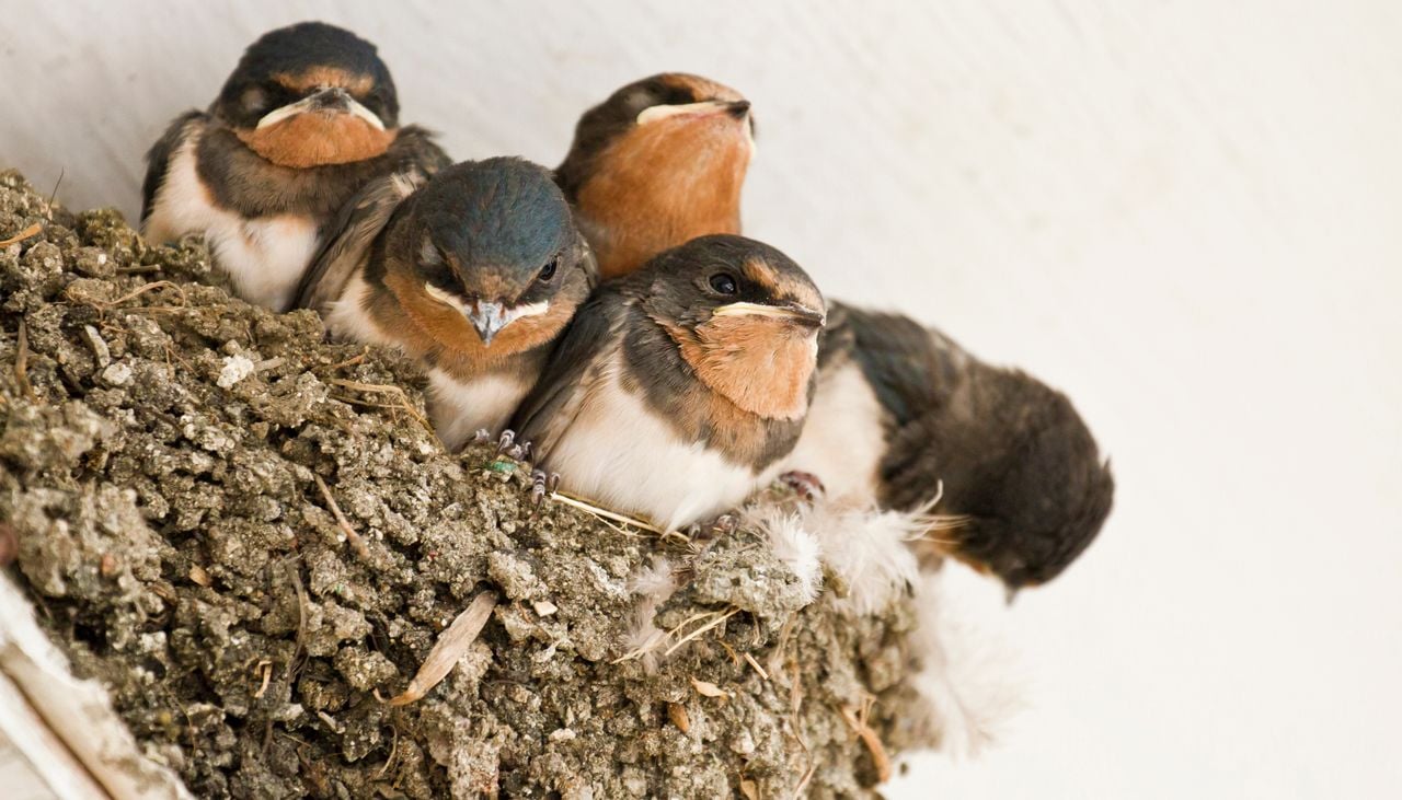 Las aves comunes, como las golondrinas, son las que están sufriendo descensos más acusados de sus poblaciones.