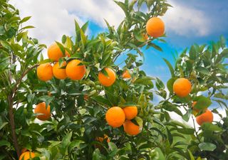 El cítrico perfecto para tu jardín: resiste el frío, es aromático y llena de color tu hogar