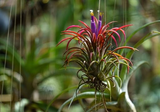 El clavel del aire no da&ntilde;a &aacute;rboles ni cables, solo necesita humedad