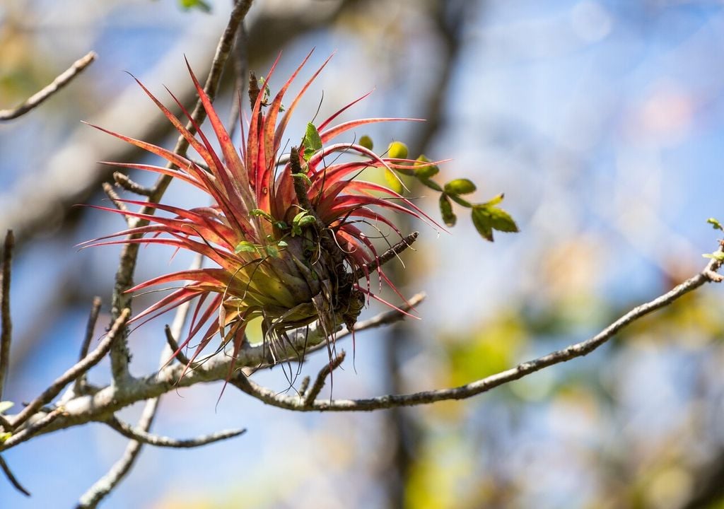 clavel El clavel del aire es parte del paisaje costero y urbano chileno: un ejemplo de adaptación perfecta al entorno sin causar daño alguno.