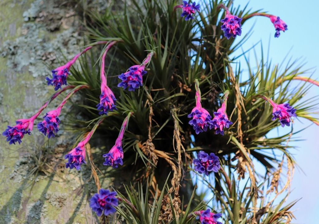 clavel de aire Durante la primavera, el clavel del aire florece con pequeñas flores violetas, aportando color al paisaje árido donde se desarrolla.