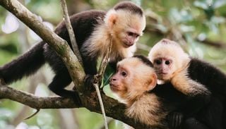 El clima extremo hace a los animales m&aacute;s agresivos: lo que revel&oacute; un estudio durante 33 a&ntilde;os de la UCLA