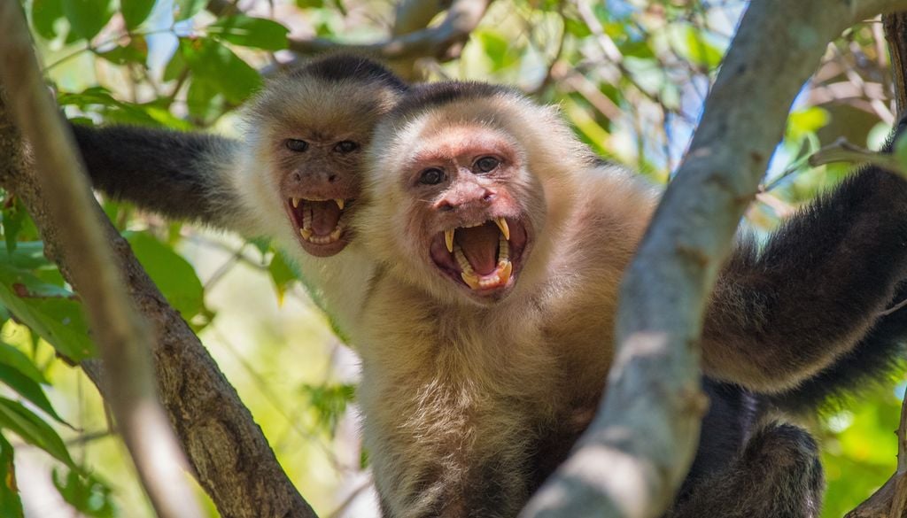 monos agresivos Una pareja dispuesta en formación de combate, con actitud intimidatoria. Este comportamiento se ve agravado en condiciones de sequía, cuando se hace feroz la lucha por el alimento
