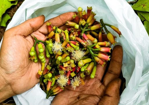 El clima hizo que crecieran en un solo lugar del mundo: estas especias val&iacute;an m&aacute;s que el oro y provocaron una guerra