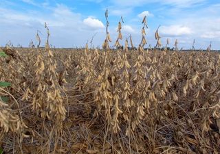 El clima volvió a poner en jaque a la producción: soja demorada y trigo en riesgo en las zonas con exceso hídrico