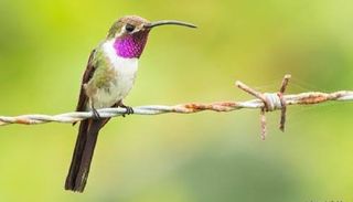 El colibr&iacute; tijereta mexicano al borde del desastre por destrucci&oacute;n de su h&aacute;bitat en Chuburn&aacute;