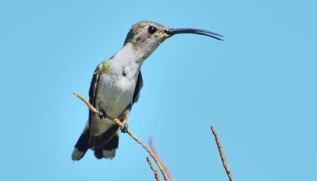 La rápida expansión urbana ha puesto bajo presión a la especie. Imagen Revista Bioagrociencias.
