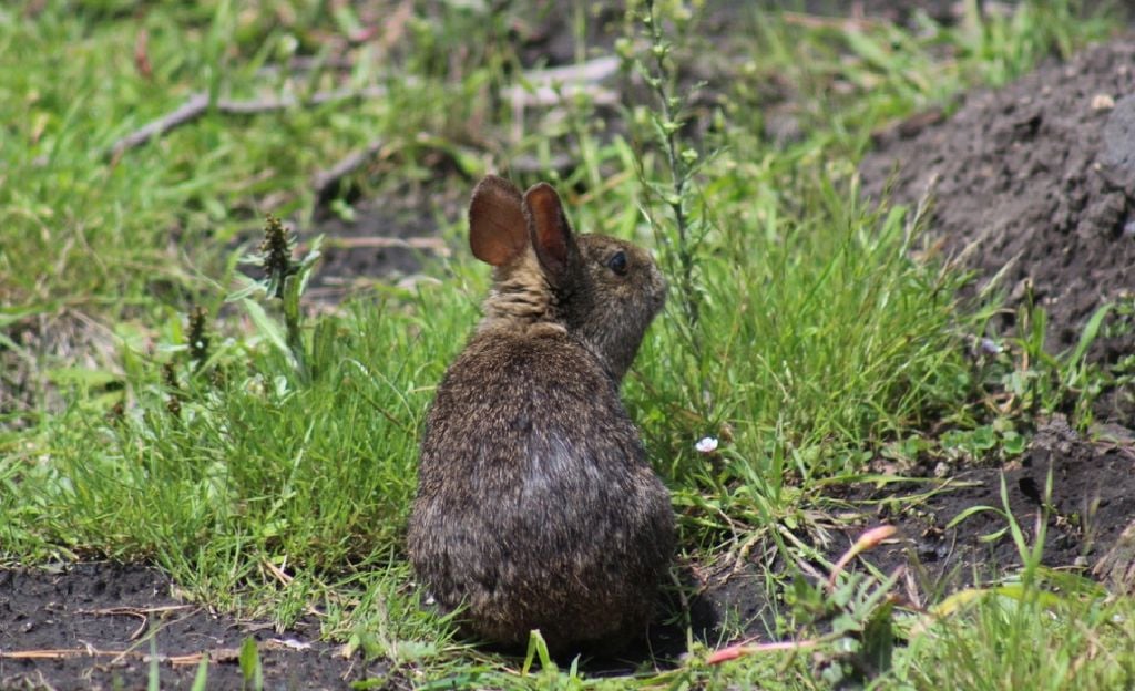 Es una especie que habita en las zonas montañosas del Eje Neo Volcánico Transversal. Imagen tomada de Gobierno de México.