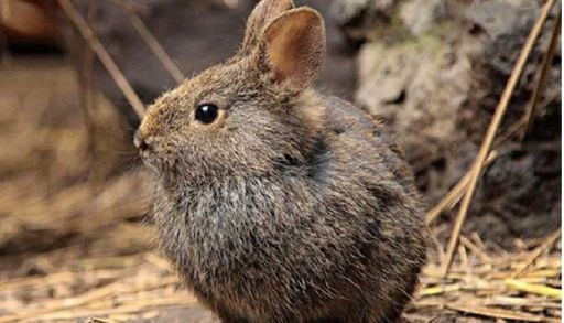 El conejo m&aacute;s peque&ntilde;o de M&eacute;xico, considerado el arquitecto de nuestros volcanes