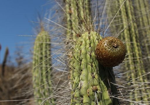 El copao es m&aacute;s que una fruta &aacute;cida: as&iacute; se adapta al desierto y se convierte en superalimento natural