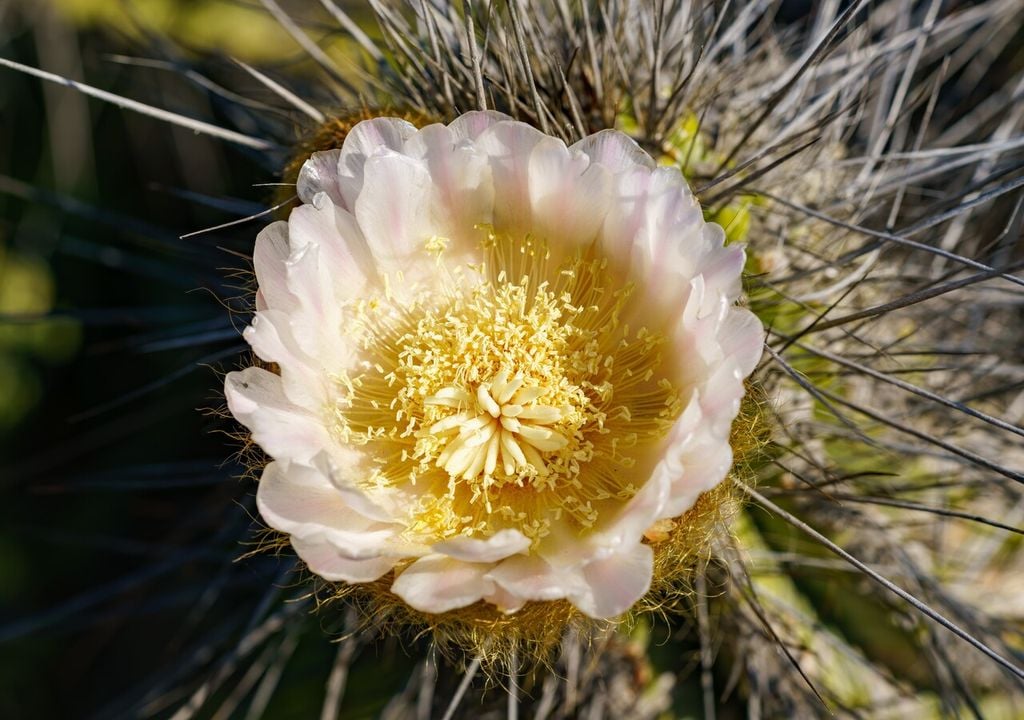 Las flores del copao se abren solo con la primera luz del día y duran menos de 24 horas, una estrategia para aprovechar la humedad matinal y evitar la deshidratación.