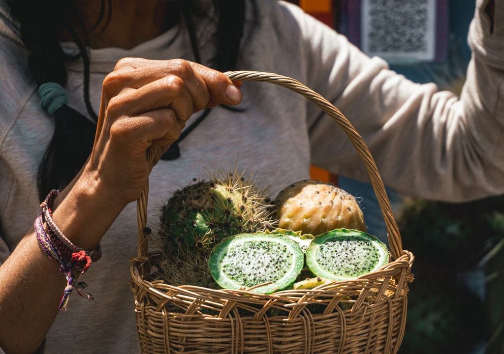 El fruto del copao concentra más antioxidantes que muchas frutas tropicales. Su pulpa ácida, rica en potasio y magnesio, lo convierte en un rehidratante natural del desierto.