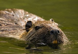 El costo oculto de las mascotas exóticas, cuando las introducciones intencionales alteran el equilibrio natural