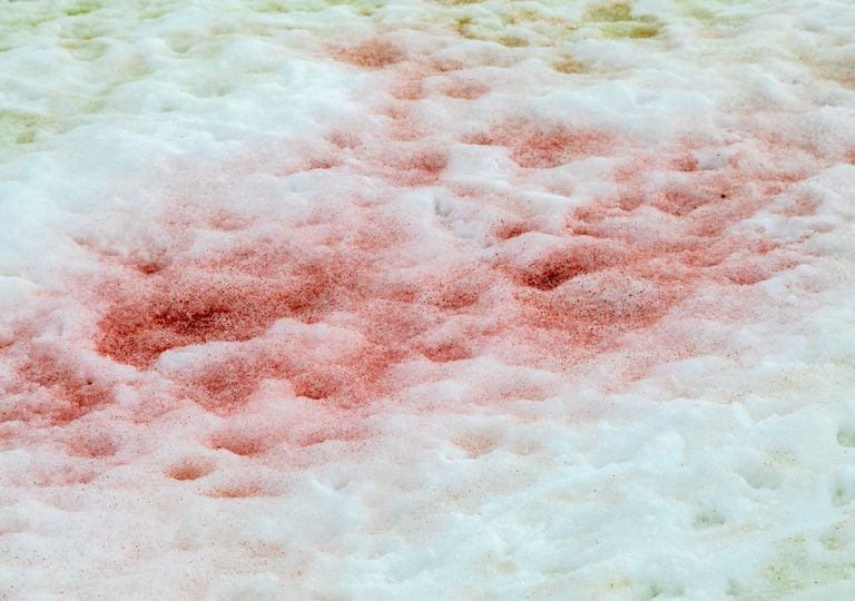 El CSIC advierte de que el fen&oacute;meno de la 'nieve rosa' de la Ant&aacute;rtida se expande al ritmo del calentamiento global