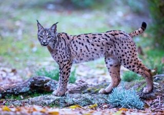El CSIC crea embriones de lince ib&eacute;rico en el laboratorio para salvar genes que se estaban perdiendo