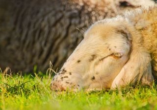 El CSIC descubre cómo el virus de la lengua azul afecta a las ovejas, hay una epidemia en España