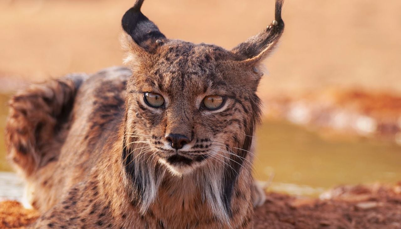 La escasez de agua y la disminución de los conejos están modificando el comportamiento alimentario del lince ibérico