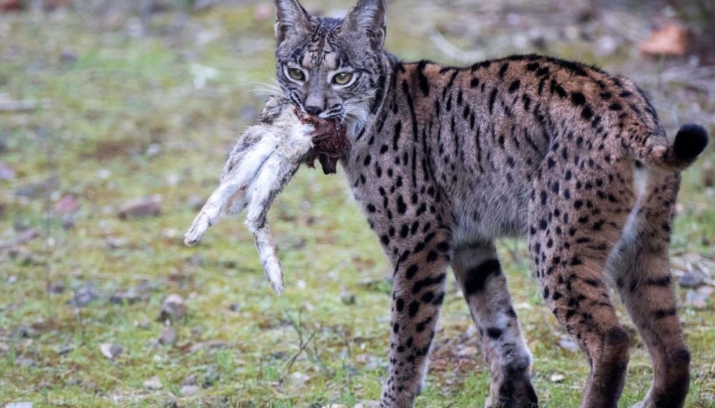 Lince ibérico Se ha observado que los linces han incrementado la depredación sobre los pollos de milano negro