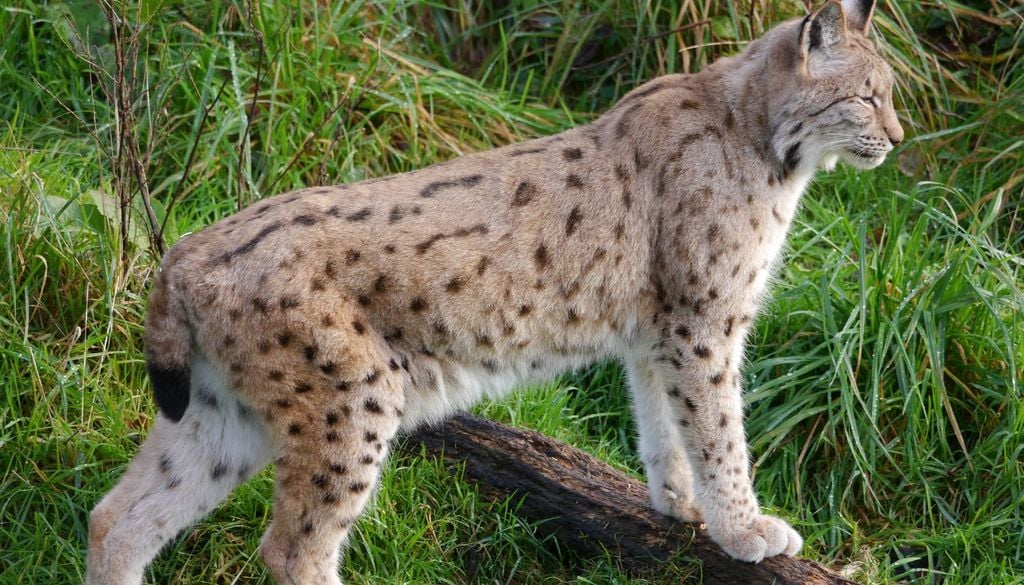 Lince ibérico El estudio también revela una importante capacidad de adaptación del lince ibérico