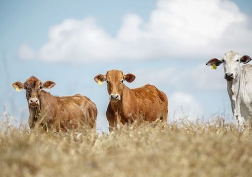 Expertos del CSIC documentan el declive del ganado en regiones de todo el planeta y apuntan a causas ambientales