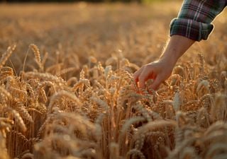  El cultivo del cereal en España sufre las consecuencias de la grave sequía en la zona mediterránea