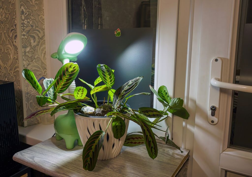 En calatheas y marantas, el movimiento diario de las hojas es tan evidente que cambia por completo su apariencia entre el día y la noche.