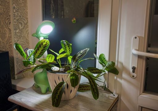 El curioso comportamiento de tus plantas de interior que explica por qu&eacute; se &ldquo;duermen&rdquo; al anochecer