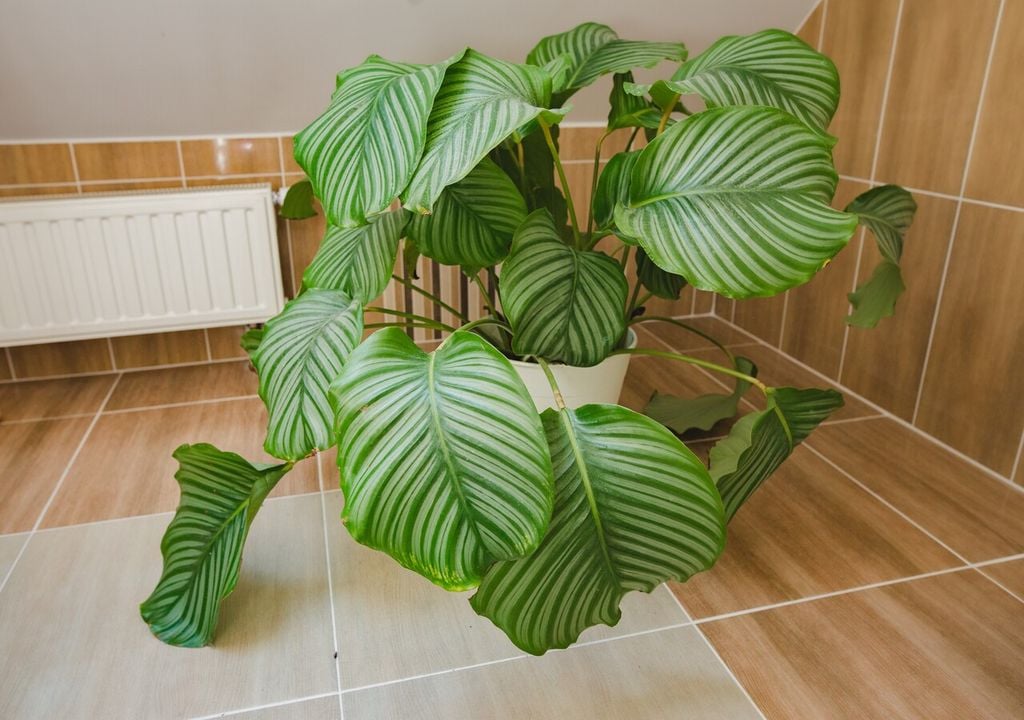 En la Calathea orbifolia, el movimiento de sus grandes hojas se vuelve especialmente evidente al anochecer, marcando con claridad el paso del día a la noche.