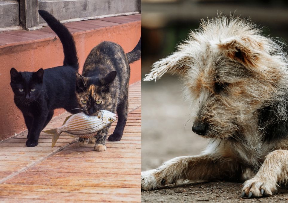 Perros y gatos asilvestrados
