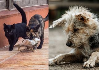 El daño de las especies invasoras: rechazan proyecto para control de perros asilvestrados