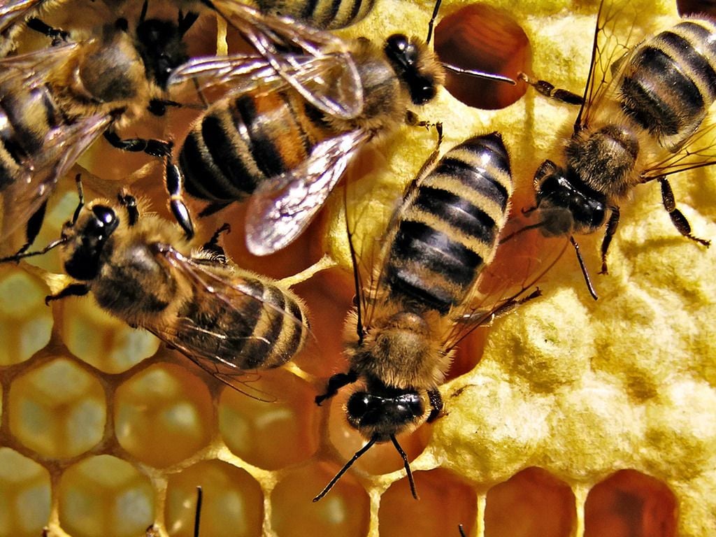 Abejas, el termómetro del planeta