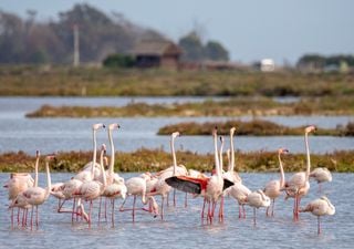 El delta del Ebro en otoño: el tiempo ideal para la observación de aves migratorias