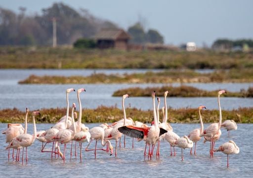 El delta del Ebro en otoño: el tiempo ideal para la observación de aves migratorias