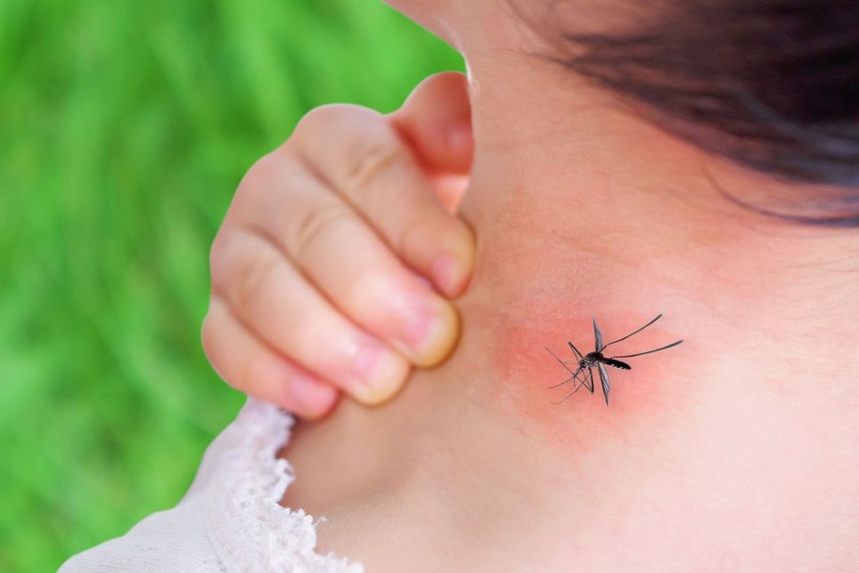 El dengue se dispara en México: cómo prevenir contagios durante la temporada de lluvias. Noticias en tiempo real