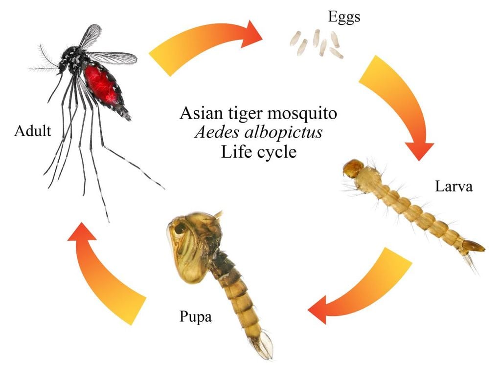 El mosco coloca sus huevecillos en agua limpia y dónde empieza su ciclo de vida El mosco coloca sus huevecillos en agua limpia y dónde empieza su ciclo de vida