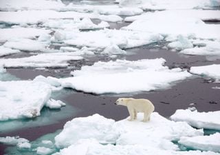 Melting Arctic ice has passed the point of no return