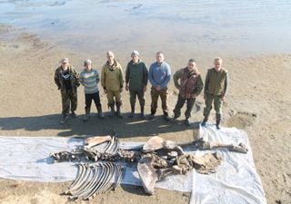 El deshielo del Ártico Ruso descubre un mamut del Pleistoceno