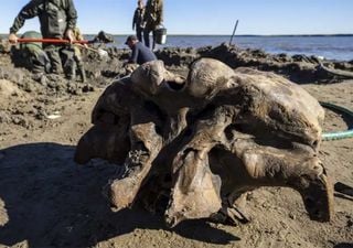 O degelo do Ártico Russo revela um mamute do Pleistoceno