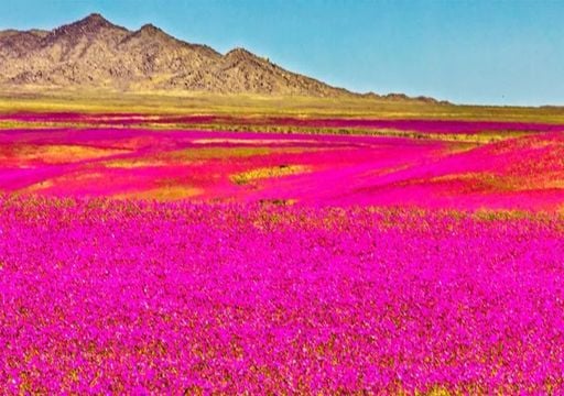 El desierto de Atacama en Chile es el lugar más soleado del planeta, ¡tanto como nuestro vecino Venus!