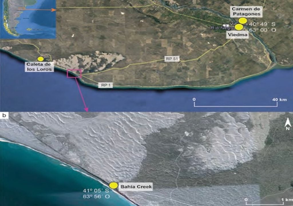 Ubicación del campo de dunas de Bahía Creek dentro de la provincia de Río Negro, donde también se puede observar Caleta de los Loros y las ciudades de Viedma y Carmen de Patagones. Debajo tenemos un zoom de los alrededores de Bahía Creek, donde se puede apreciar el sector de dunas más cercanas al poblado. Imagen: Conicet - Toffani, Mauricio.