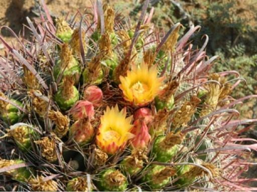 El desierto que florece en invierno: esta es la inolvidable ruta por Sonora, el desierto con m&aacute;s vida del mundo