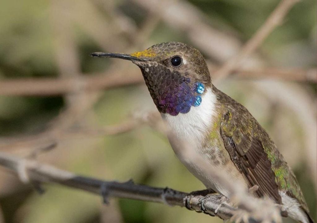 Picaflor de Arica La investigación analizó los cambios en la cobertura del suelo en los valles de Lluta, Azapa, Vítor y Camarones entre 2003 y 2019, revelando una intensificación agrícola mucho más rápida de lo que se pensaba. Créditos imagen: U.de Chile.