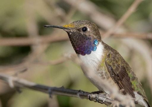 El desierto que se vuelve invernadero: la agricultura intensiva acorrala al picaflor de Arica