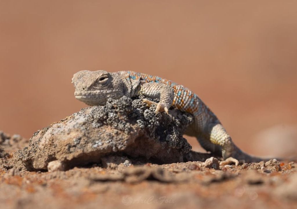 Dragón de Poconchile El estudio advierte que otros polinizadores, reptiles, murciélagos y pequeños mamíferos también están siendo desplazados por un modelo agrícola que prioriza la eficiencia productiva por sobre la diversidad del paisaje.